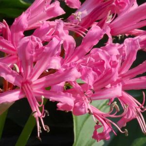 Nerine bowdenii ---